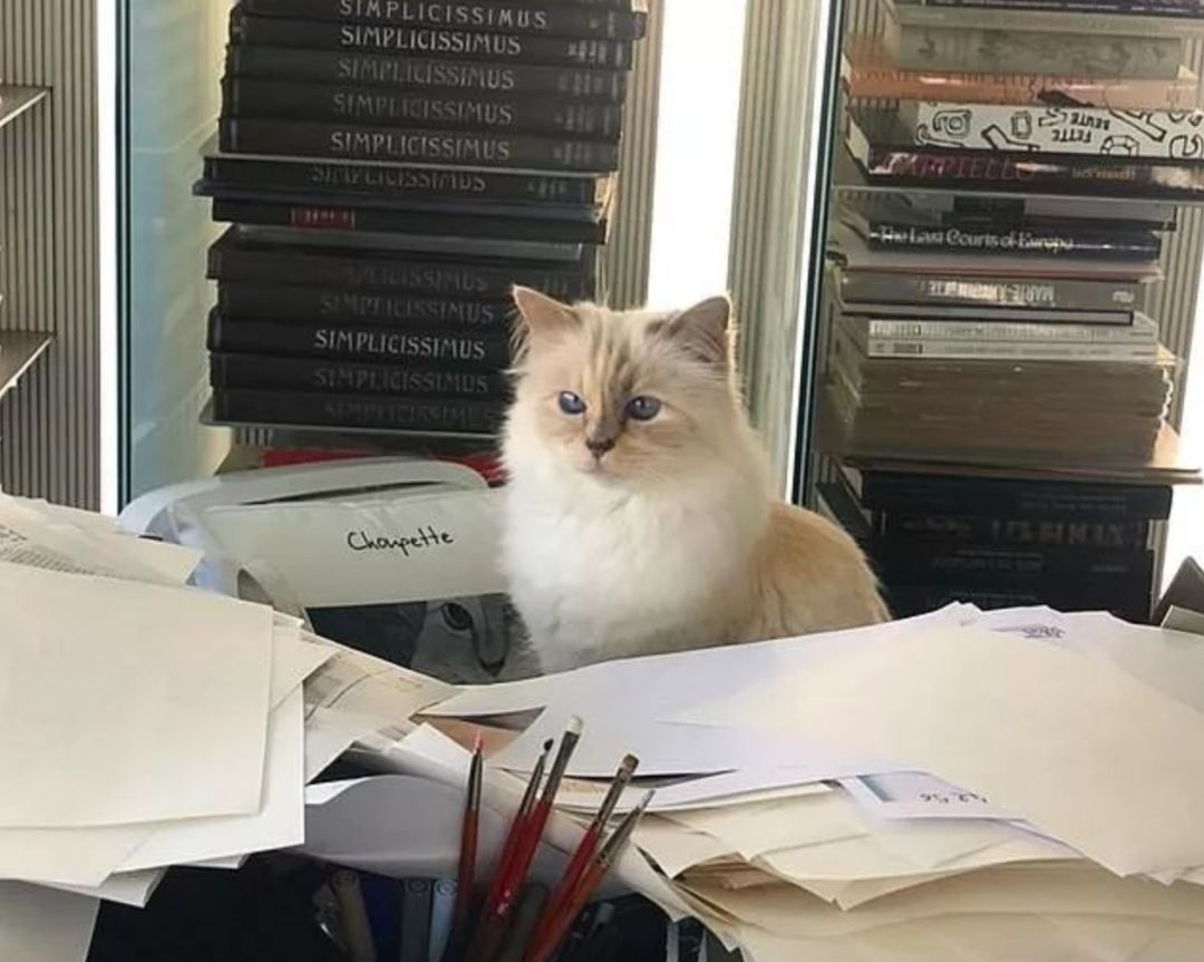 继承老佛爷遗产的猫怎么样了,老佛爷的猫咪现在怎么样了