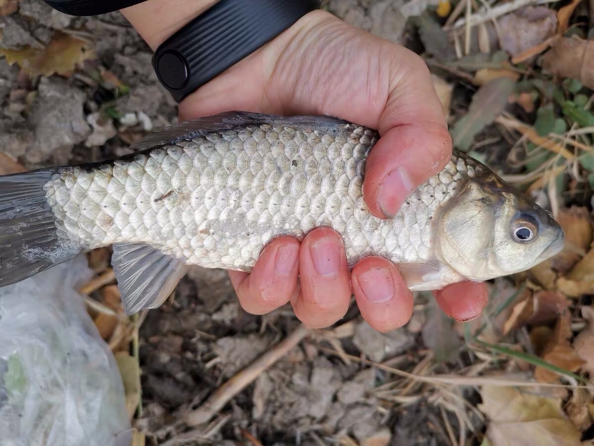 晚春钓鱼秘诀大全,早春钓鱼四字口诀