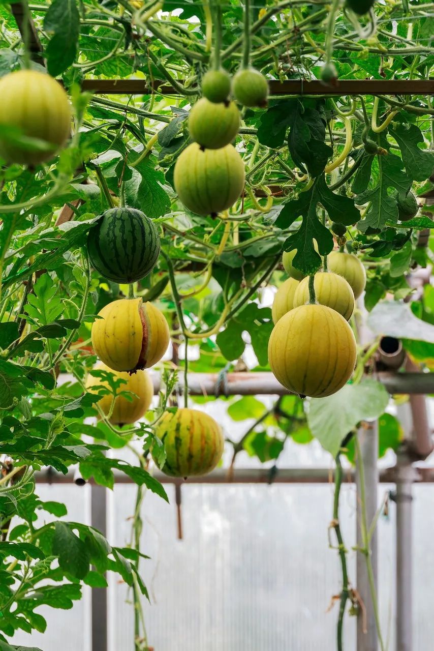 一送最少几十吨，支援湖北的背后是世界第一硬核蔬菜大国……