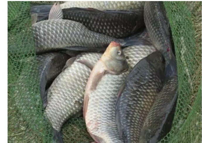 早春钓鲫鱼钓深水还是浅水,早春太阳大气温高怎么钓鲫鱼