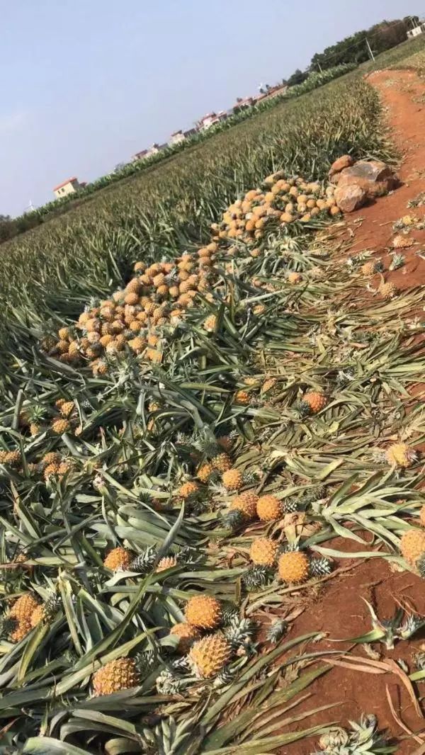 广东这个温厚的小城近三十万亩农产品滞销