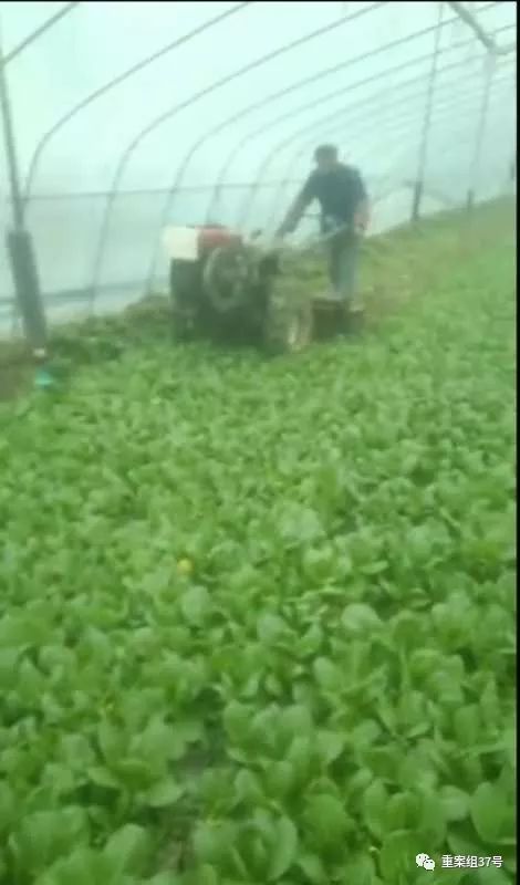 疫情期间贩卖蔬菜,疫情农产品滞销