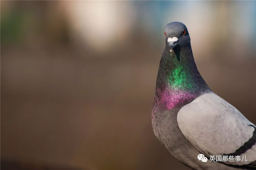 同样是冬天胖成球，凭什么鸟球就这么可爱