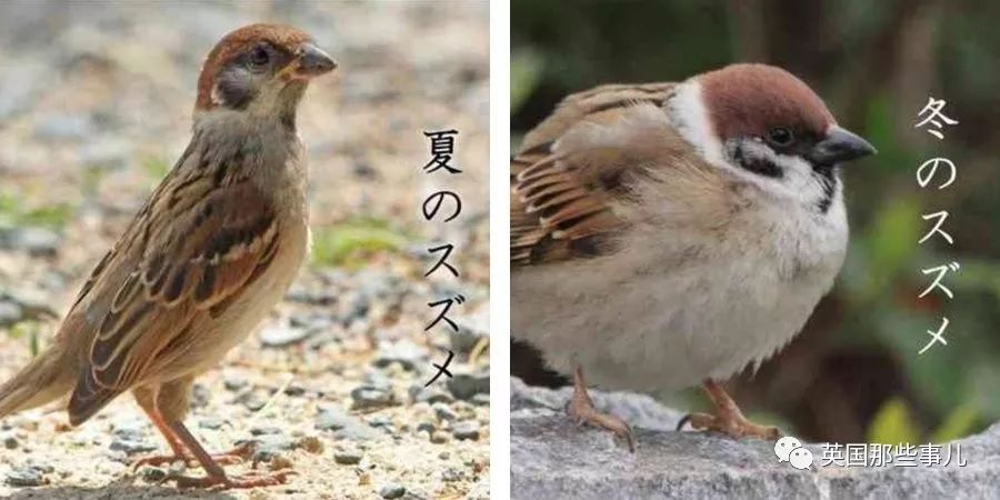 同样是冬天胖成球,凭什么鸟球就这么可爱