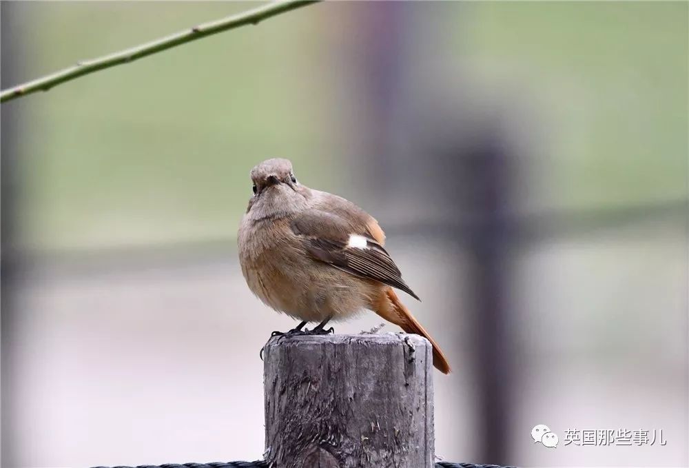 同样是冬天胖成球，凭什么鸟球就这么可爱