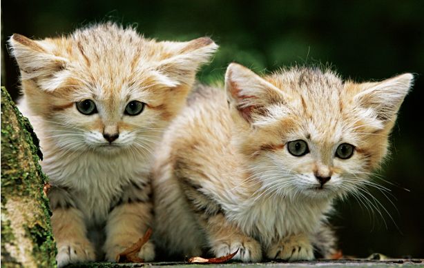 快看，这些荒野之猫