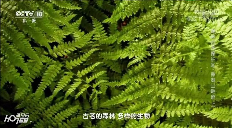 鼎湖山探秘,央视地理中国探秘鱼木洞