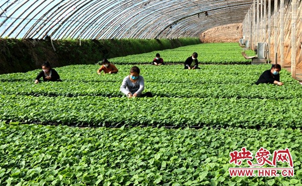 战疫情添新绿活动简报,春耕战疫的图片