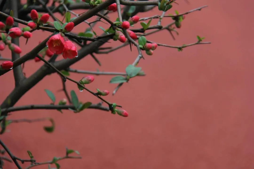 藏在诗词里的诗词,藏在古人诗词里的三春