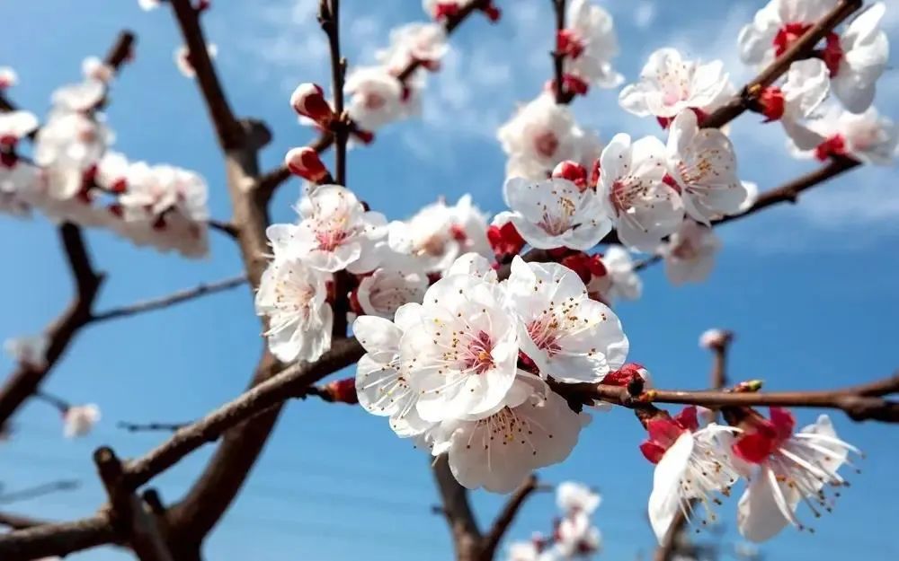 成都的景点都正常开放吧,现在成都有哪些景区免费