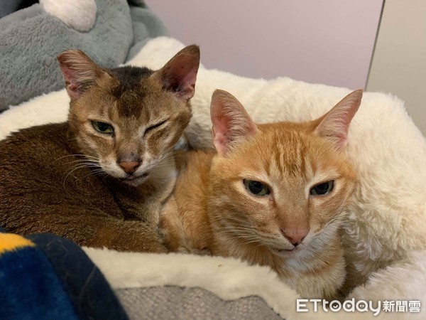 耳朵长瘤动手术,耳朵长瘤切除