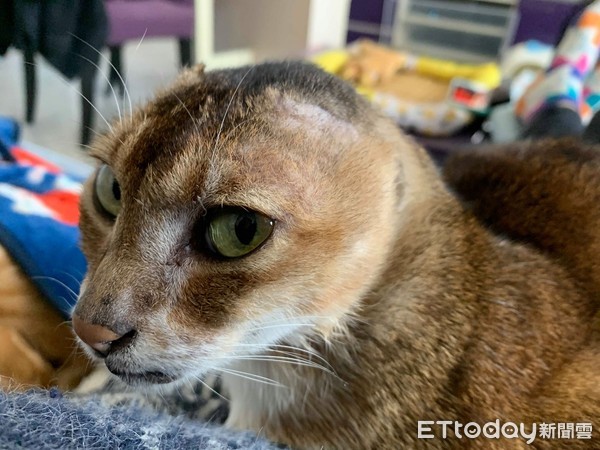 耳朵长瘤动手术,耳朵长瘤切除