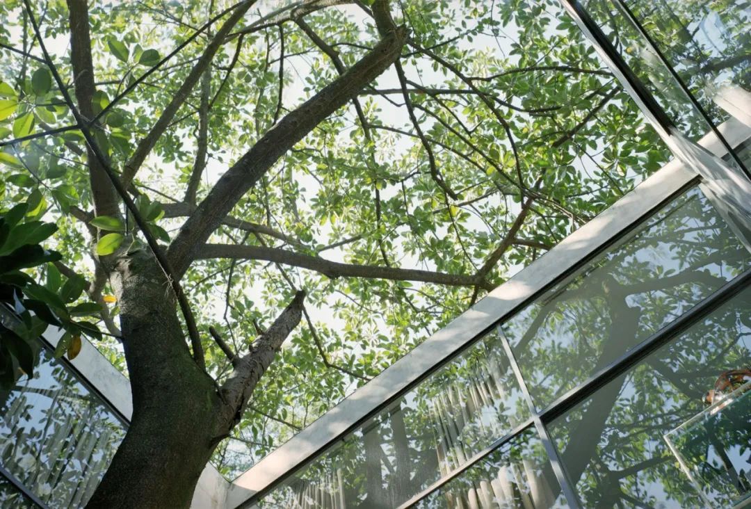 一年一度的植树,现在正在植树的视频