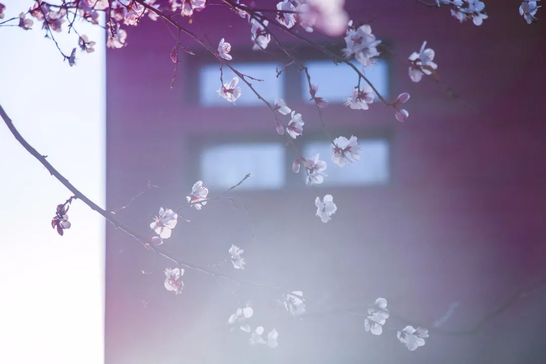 清华课程直播,清华秘籍