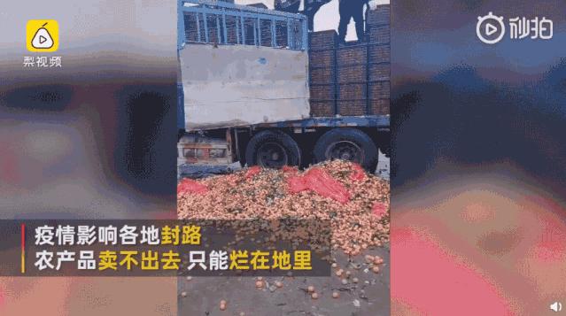 战疫助农在行动努力卖枇杷,战疫助农安徽省贫困县优质农产品