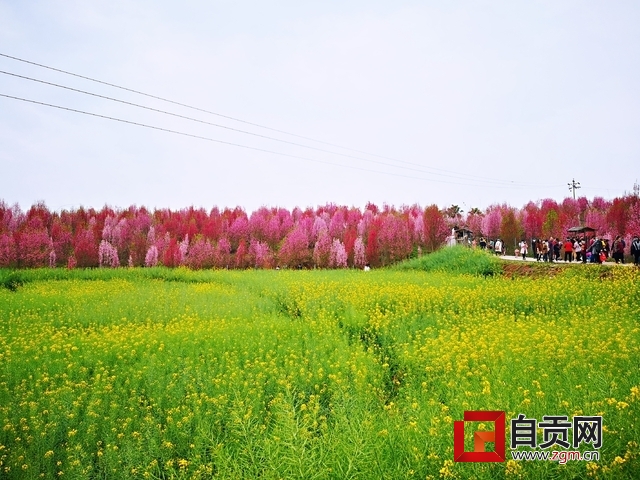 不负*光春**不负卿自贡春季赏花攻略来啦