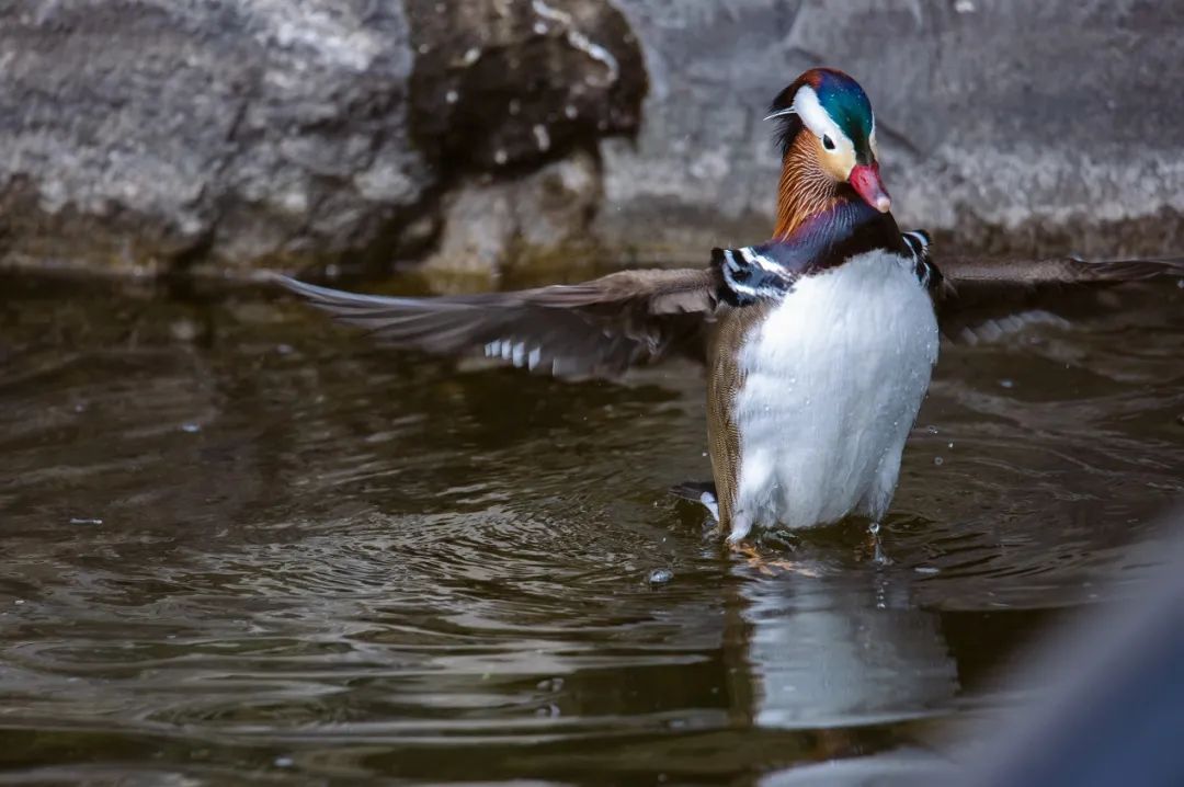 佳能最强eos10bit视频机,佳能eos-1dxmarkiii