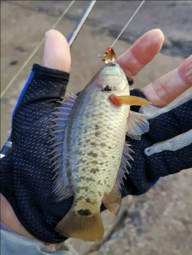 路亚一步到位还是循序渐进好,摸索反思