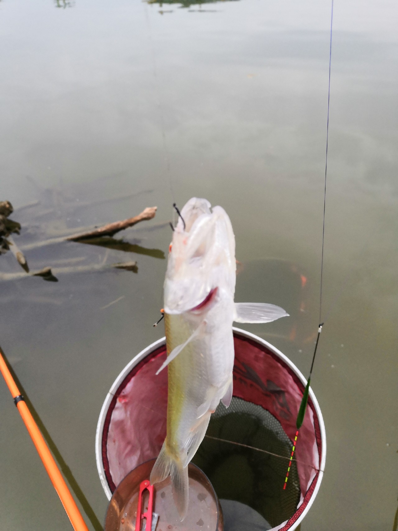 增江钓土鲮时间,增江土鲮爆护