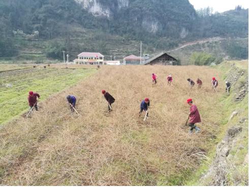 永顺毛坝云诗莓茶,永顺县毛坝乡古莓茶之乡