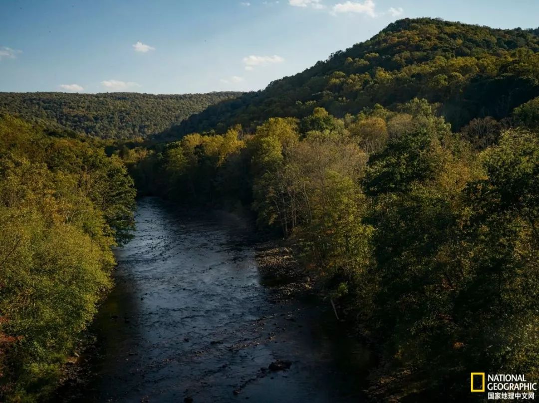 人参大战莱菔子,人参大战灵芝