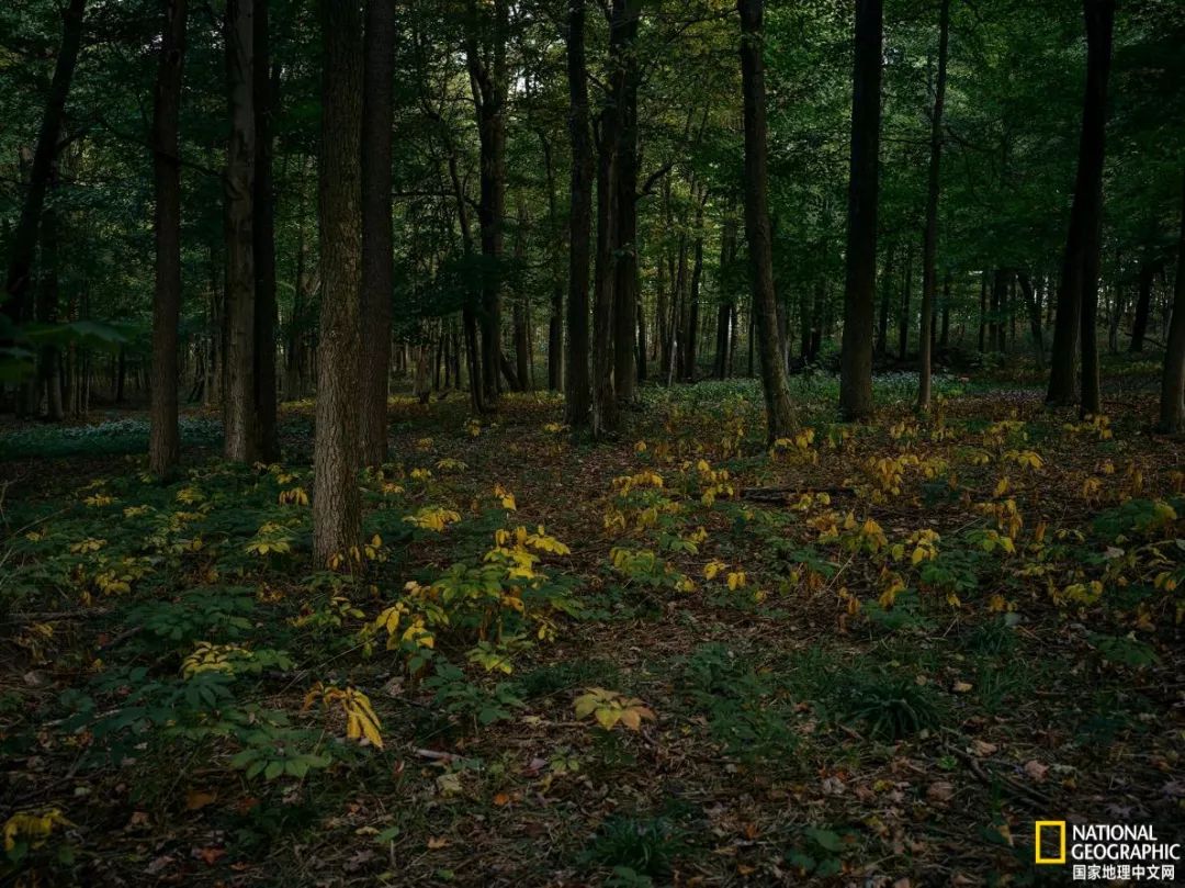人参大战莱菔子,人参大战灵芝