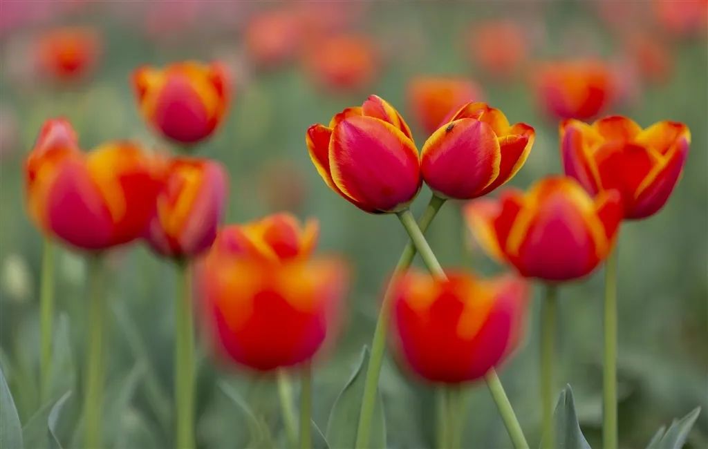 南京赏花地图请收好,江宁赏花好去处