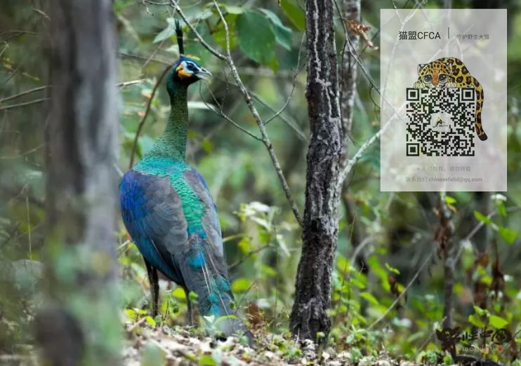 可再生的水电,永不复生的家园