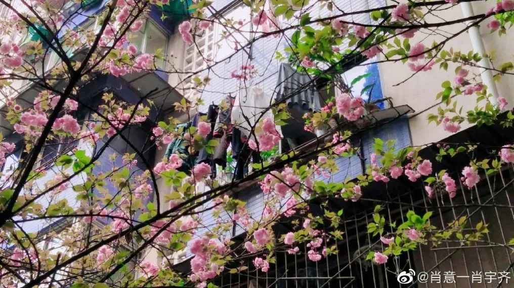 武大樱花雨现场,武大樱花周日还有票吗