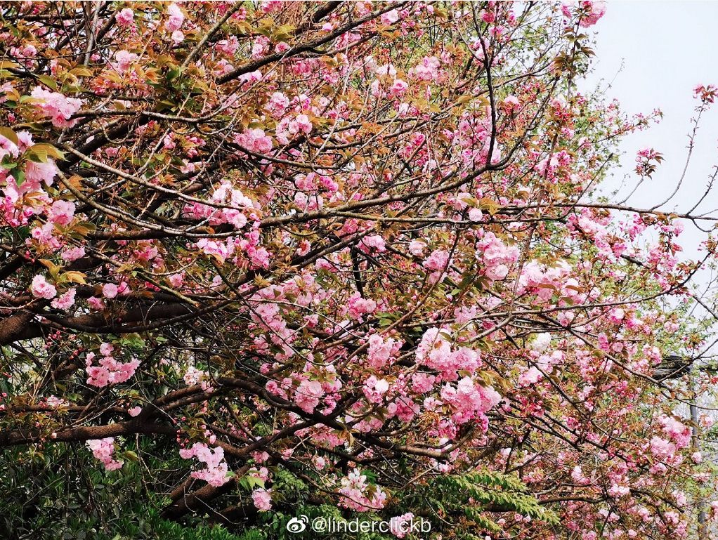 武大樱花雨现场,武大樱花周日还有票吗