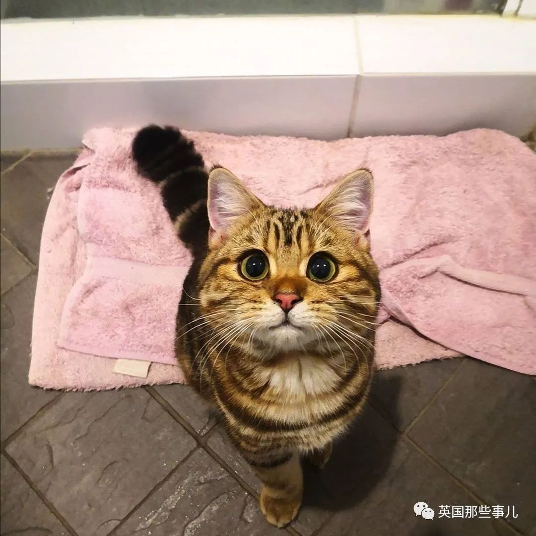 高颜值会笑的橘猫,又可爱又萌萌哒的小橘猫