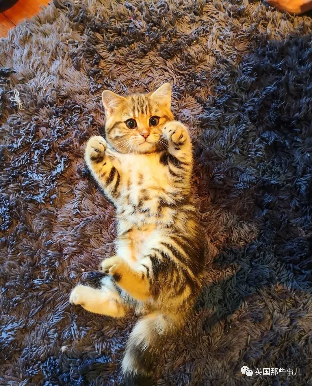 高颜值会笑的橘猫,又可爱又萌萌哒的小橘猫