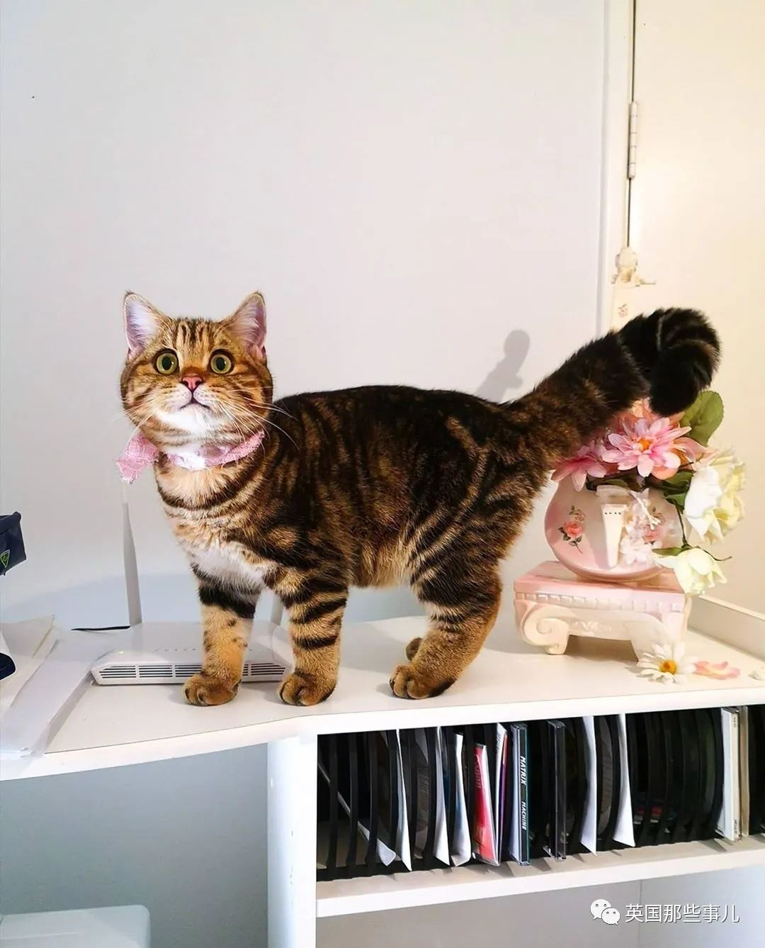 高颜值会笑的橘猫,又可爱又萌萌哒的小橘猫