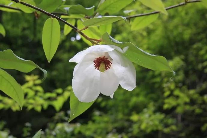 2020春季赏花指南,中国春色,满血复活