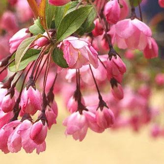 2020春季赏花指南,中国春色,满血复活