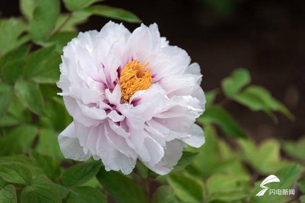 菏泽牡丹的前世今生,牡丹前世今生是谁