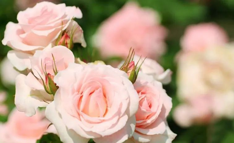 抗菌效果高达99.99%！滴在*裤内**上的香水，去除异味，还能辅助抑菌