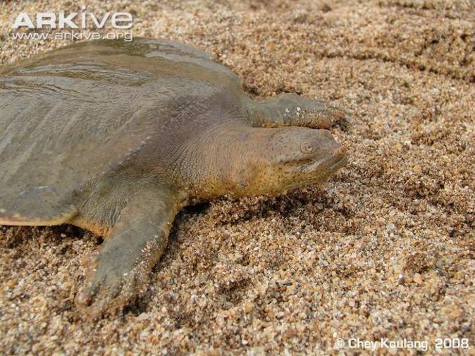 可再生的水电,永不复生的家园