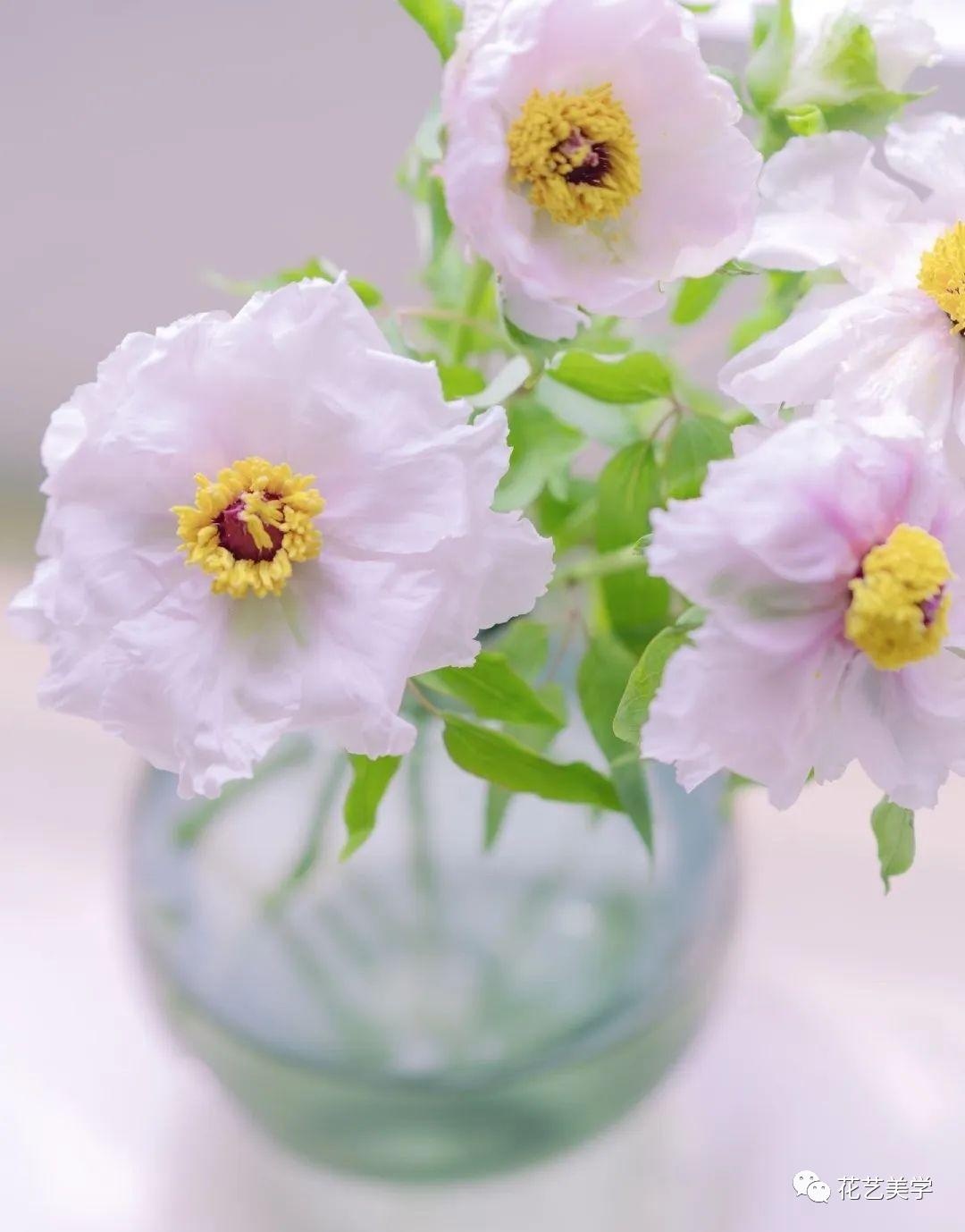 油牡丹有哪些颜色,春季油牡丹图片