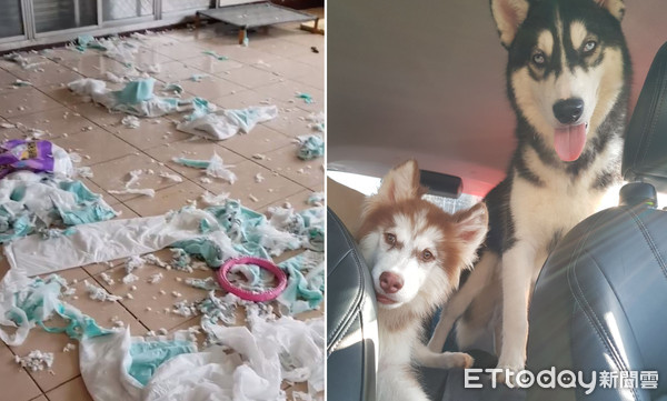 哈士奇超安静,哈士奇太安静了正常吗