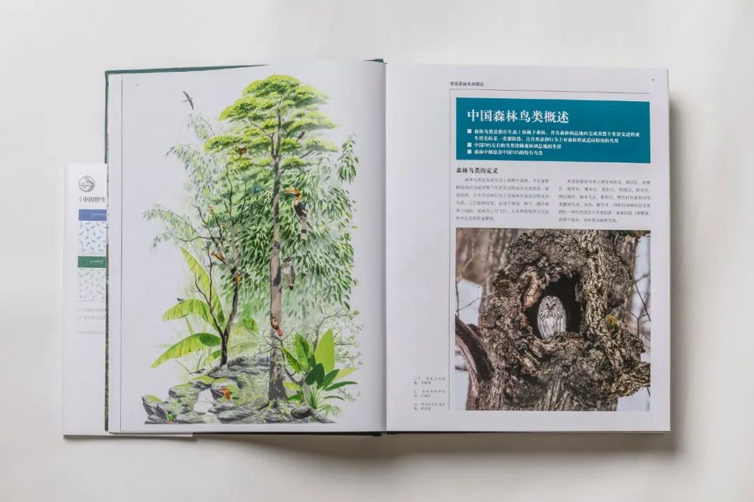 自然之友保护绿孔雀,绿孔雀保护措施