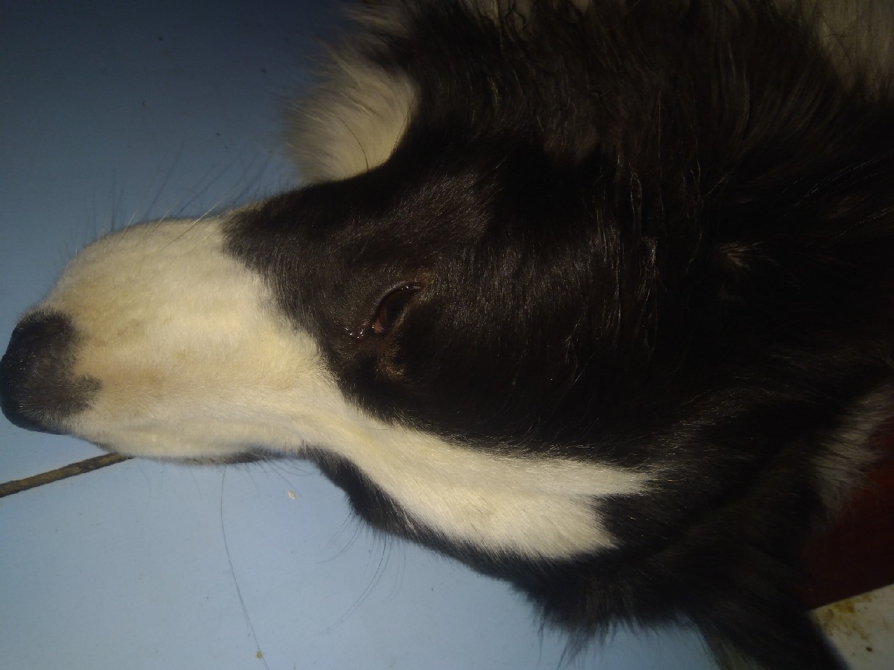 竹制并继竿手感怎么样,自制并继竿需要什么竹子