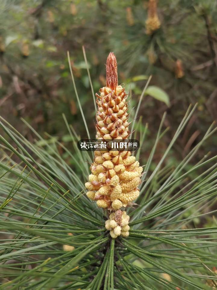 你吃过吗？松树花开满枝清香，这时节浙东一带乡间人手一只松花金团
