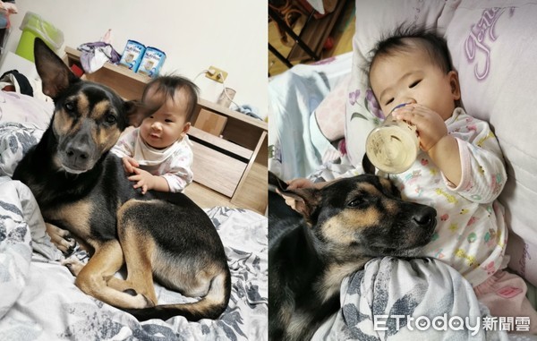 萌犬窝肚子陪喝奶 下秒惊恐张眼