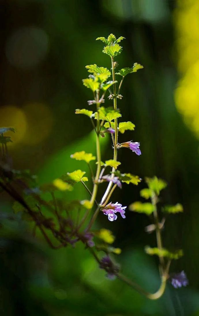 栖霞山植物百科视频,栖霞山上的植物