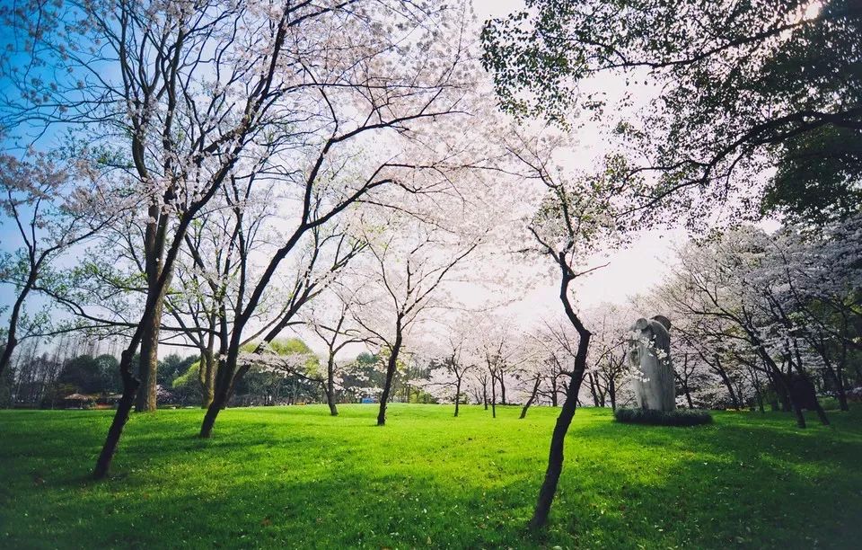 且听风吟看花开,且听风吟且看花开
