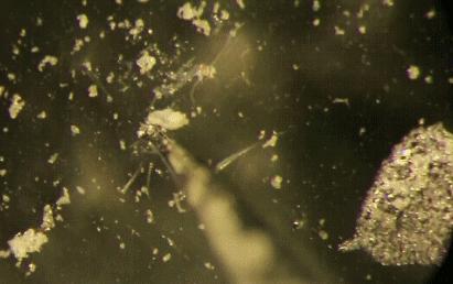 床上放个它，让螨虫绝望，让螨虫自杀，比太阳暴晒强1万倍