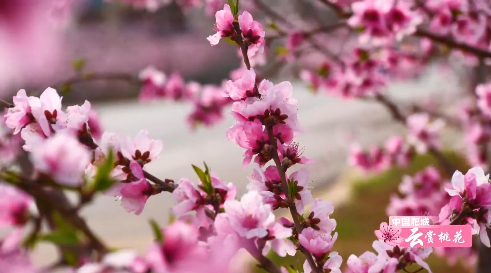 肥城桃花盛开完整版,游肥城赏桃花
