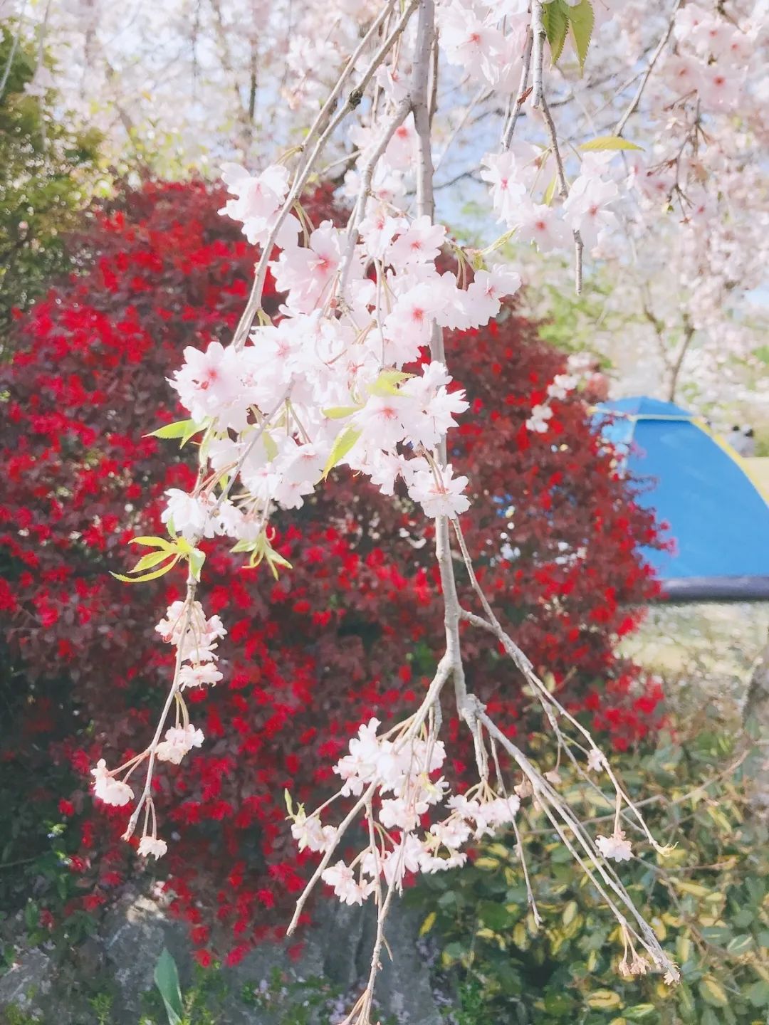 春日美妆大赏护肤品,秋冬粉底液奶油肌推荐