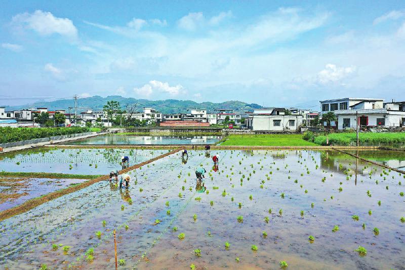 今年如何确保粮食转化加工产业“*药弹**”充足：唱好工业饲料加工“二人转”